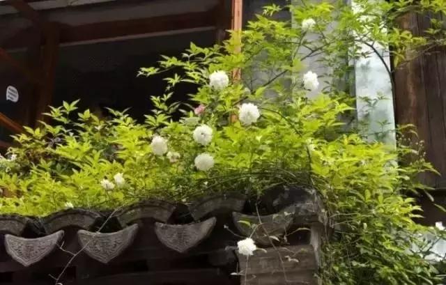這樣的院子，只有中國人駕馭得了它！